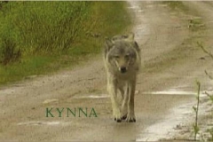 Kynna